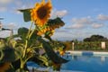 farm holiday a pittara - zambrone